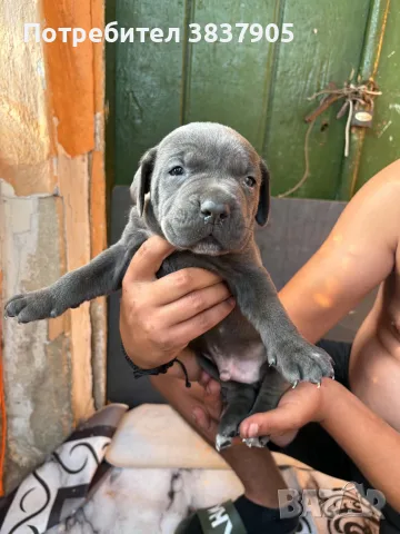 Продавам кучета Кане корсо, снимка 3 - Кане корсо - 55295732