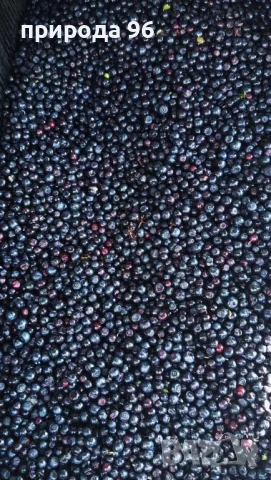 пресни горски боровинки