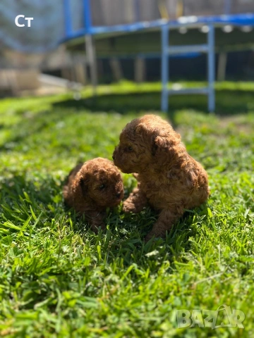 Пудел той Puddle toy, снимка 3 - Пудели - 54492834