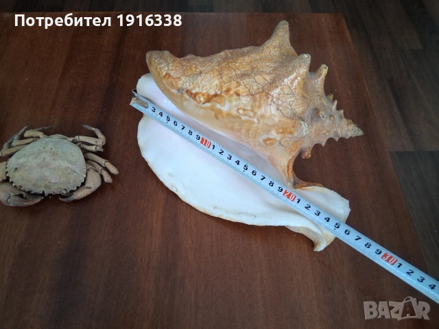 морски раковини, снимка 2 - Други - 55100759