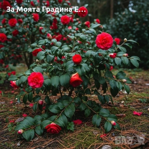 Камелия - Червена , снимка 9 - Градински цветя и растения - 54020690