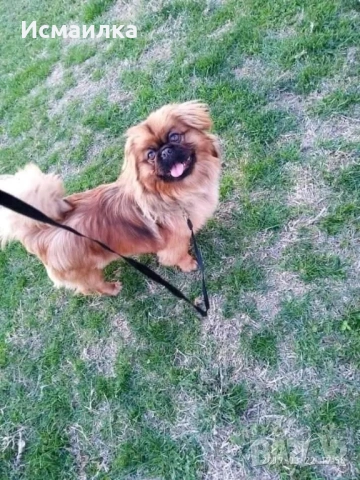 Женски пекинез 