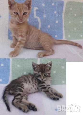 Подаряваме домашни, галъовни котета на 2месеца