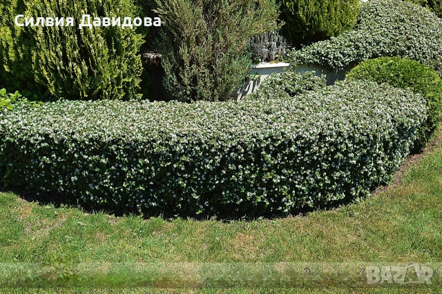 Котонеастър дамери , снимка 7 - Градински цветя и растения - 53776491