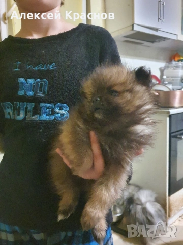 готини момчета