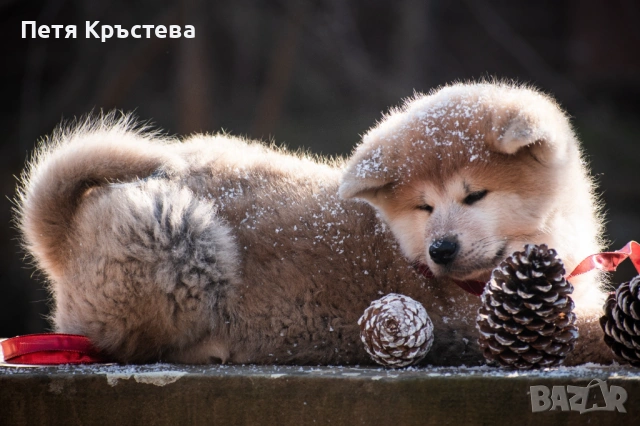 Акита ину бебета