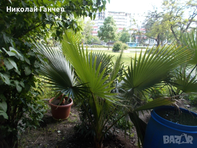 Продавам палми Вашингтония Филифера, снимка 4 - Градински цветя и растения - 54568363