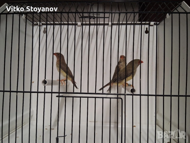 Амадини, снимка 3 - Амадини - 54583945