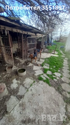 Продавам сръбски трибоец, снимка 18 - Гонче - 55120509