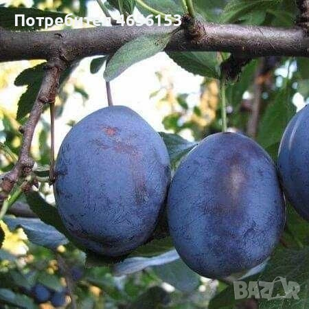 ФИДАНКИ за засаждане: КАЙСИИ , СЛИВИ , ЧЕРЕШИ, БАДЕМИ, ПРАСКОВИ , снимка 8 - Разсади - 54188530