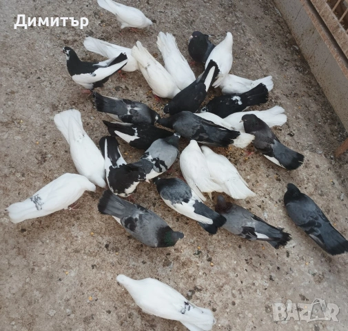 8 броя гълъби на глас , снимка 2 - Гълъби - 54903755