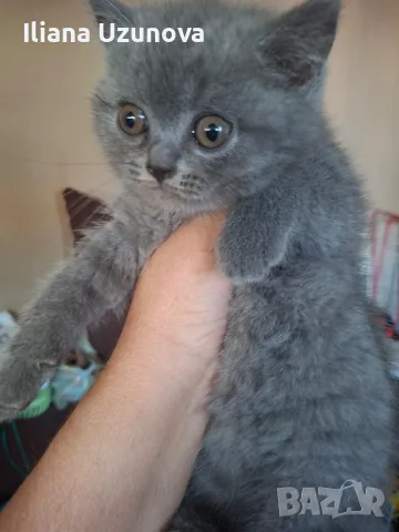 Шотландски котенца , снимка 7 - Британска късокосместа - 55530549