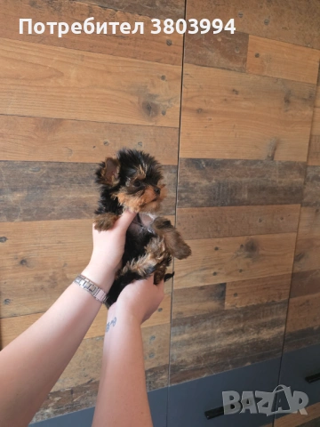 Чистокръвно Мини момиченце, снимка 7 - Йоркширски териер - 54243156