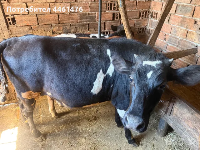 Продавам телета обл Хасково, снимка 3 - Други животни - 55572132
