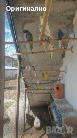 Розовогърд александър 🦜 Китайски Алексанри 