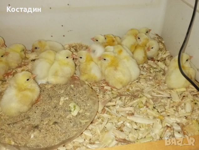 бял легхорн 