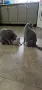 British Shorthair 61 дена, снимка 9