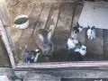 Продавам зайчета, снимка 3