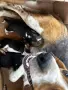 Развъдник Golden dogs , снимка 1