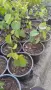 Див рожков (Cercis siliquastrum) Дърво на Юда, снимка 7