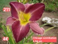 Хамерокалиси Зимоустойчиви за продажба 32 вида.Обява 1, снимка 9