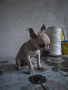 продавам мини пинчери , снимка 4