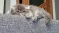 Персийски котета, сестрички родени на 23.05.26г., снимка 5