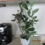  хоя восъче двуцветно, снимка 1