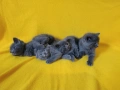 Котета - порода Руска синя котка !, снимка 5