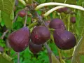 Ficus carica Turca (Турска смокиня), снимка 1