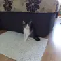 Подарявам мъжко котенце, снимка 1