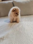 Померан женско мини размер , снимка 8