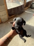 Породисти мъжки пинчери., снимка 3