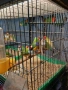 продавам гулдови папагалови и други амадини, снимка 5