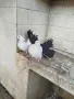 Фенерлии с черни опашки, снимка 2
