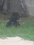 Търсят си нов дом., снимка 10