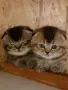 шотландска златна , снимка 2