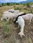 Продавам овце и кози, снимка 5