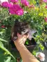 Ангорски котета , снимка 1