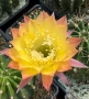 Кактус Echinopsis Hybrid Gold Star уникален цъфтеж с преливащи се омбре цветове, снимка 1