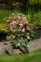 Клен „Червено фламинго“ , снимка 3
