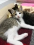 Котенца си търсят дом!, снимка 2