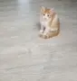 Подарявам/ търсят дом две котета , снимка 2