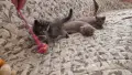 британски късокосмести котенца, снимка 2