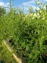 ❤️🌿🧡 ГОДЖИ БЕРИ (Lycium barbarum), снимка 4