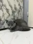 Продавам чистокръвни британски котенца на 2 и половина , снимка 10