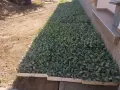 Продавам разсад Зеле Марлу ф1, снимка 3