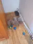 Свободни британски котета, снимка 1