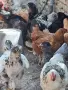 Домашни петли Средец, снимка 14
