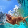 Електронен нашийник за обучение на кучета – Remote Dog Training Collar, снимка 2